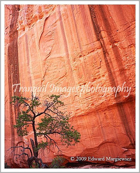 450632   A Lone Pinon Tree Against a Streaked Wall in Long Canyon